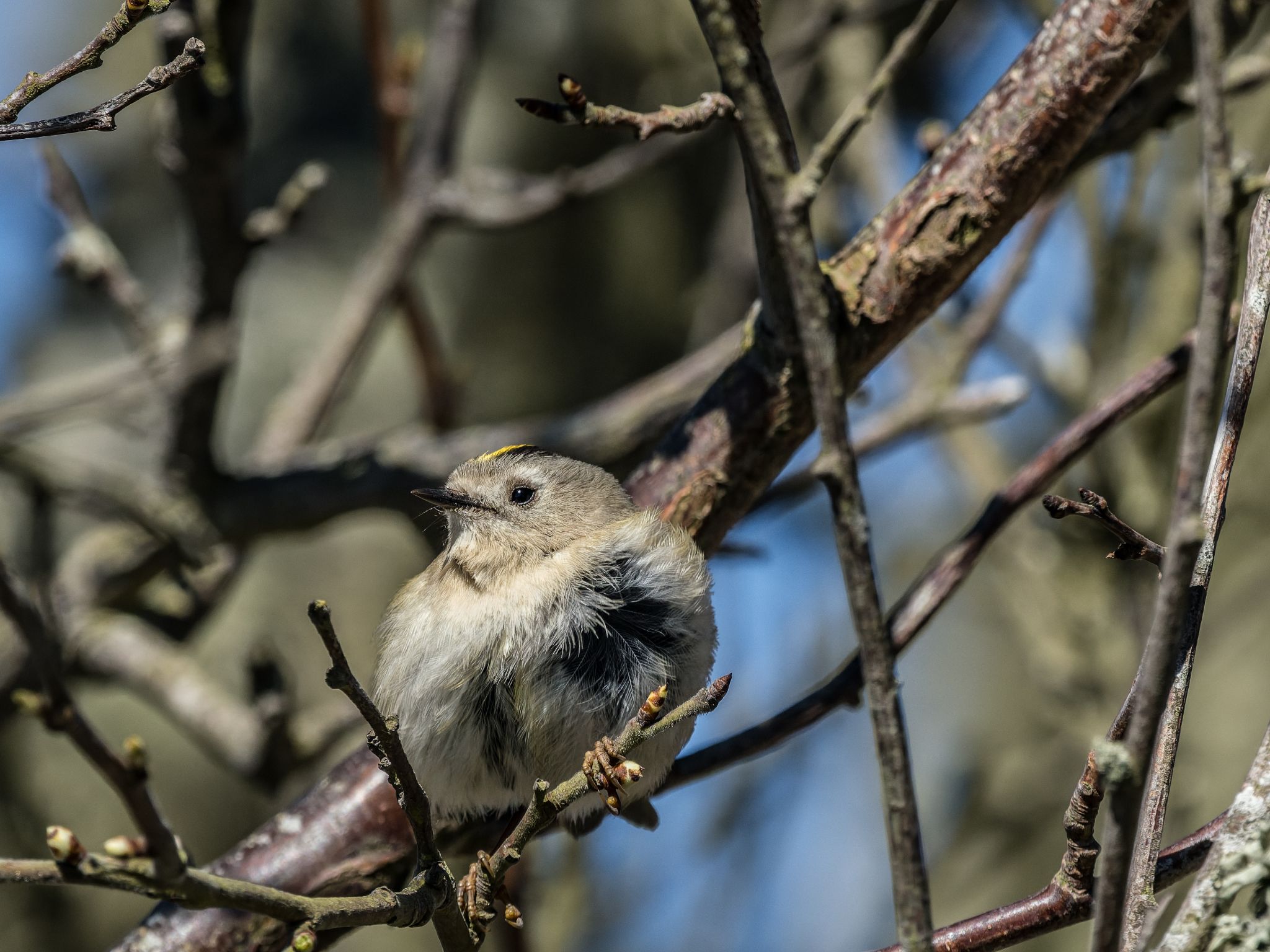 327 260424 1112 J  1JR1868 DxO DeepPRIME 3